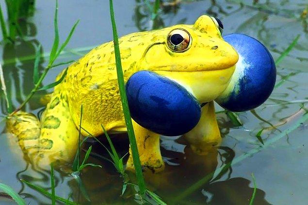 14. Hindistan su kurbağası