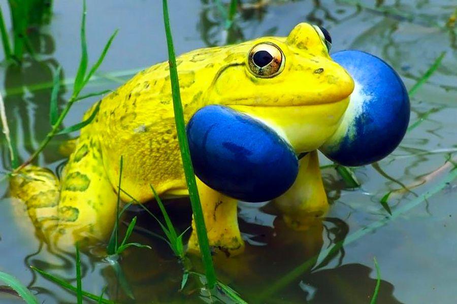 renkli kurbağa zehirli ile ilgili görsel sonucu