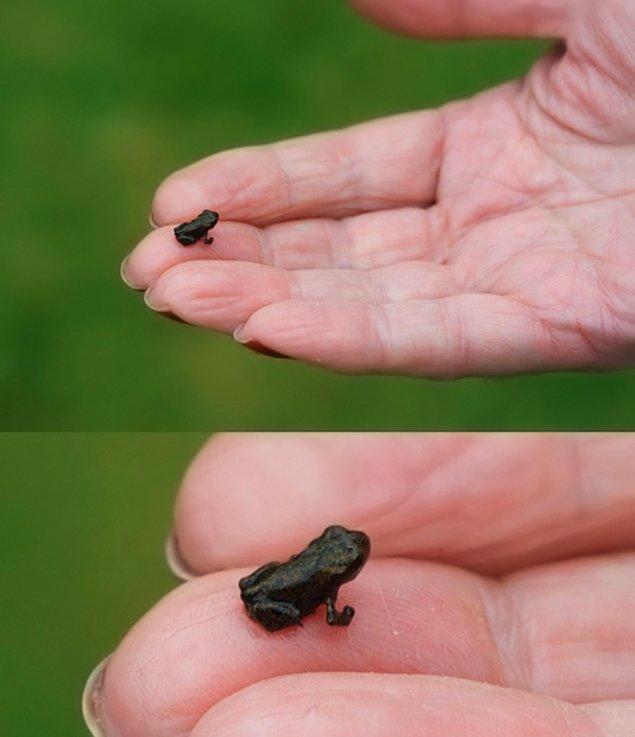 20. Dünyanın en küçük kurbağası