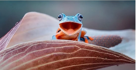 Kurbağaların Hiç de Çirkin Canlılar Olmadığının Kanıtı, Görünce Evde Beslemek İsteyeceğiniz 25 Kurbağa