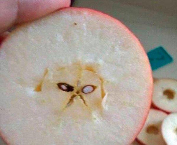 25. Elmanın içine Grumpy Cat kaçmış