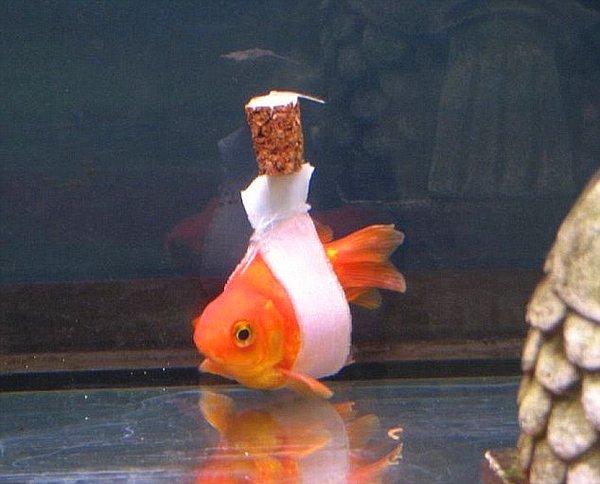 Engelli bir japon balığına, tedavi sürecinde rahat yüzebilmesi için yapılan bu "salıncak", bandaj ile şişe mantarının birbirine tutturulmuş hali aslında.