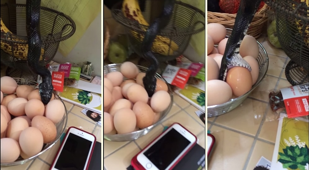 İzinsiz Girdiği Mutfaktan Yumurta Aşırmaya Çalışan Yılan