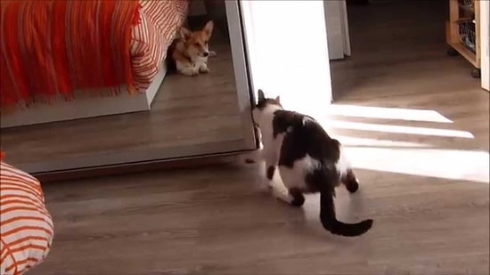 Sadece Yalnız Kalmaya İhtiyacı Olan Kedi