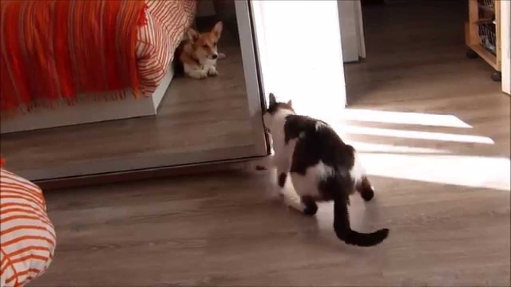 Sadece Yalnız Kalmaya İhtiyacı Olan Kedi