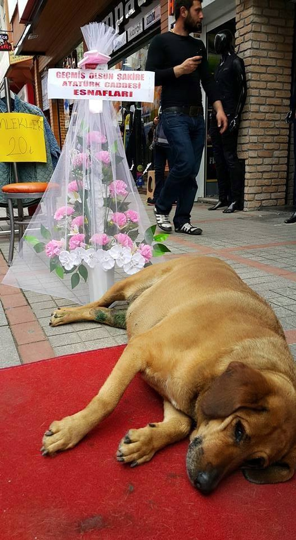 Rize'nin Fenomen Köpeği 'Şakira'ya Çiçekli Karşılama