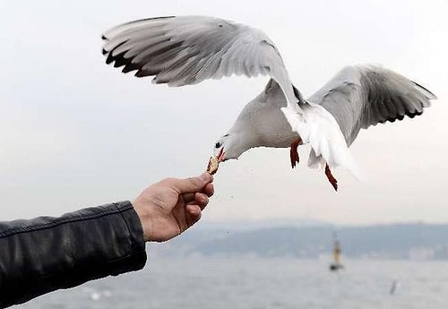İstanbul size hayvan sevgisini öğretir.