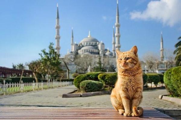 15. İstanbul size hayvan sevgisini öğretir.