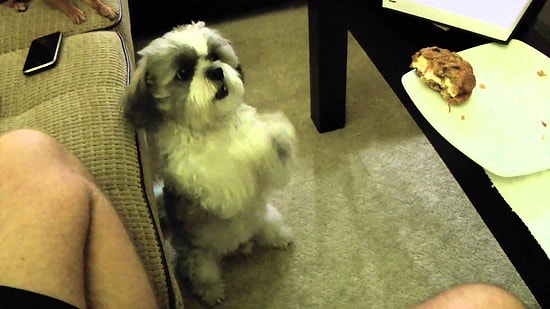 Sevimlilik Patlaması! Biraz Daha Yiyecek İçin Şirinlik Yapan Köpek