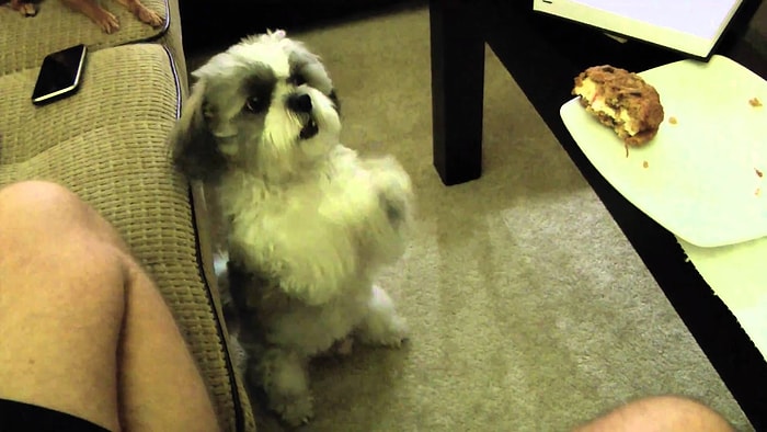 Sevimlilik Patlaması! Biraz Daha Yiyecek İçin Şirinlik Yapan Köpek