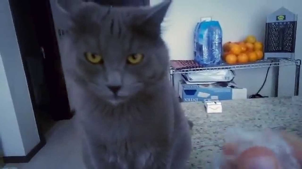 Çıtırtılara Tiki Olan Kedi