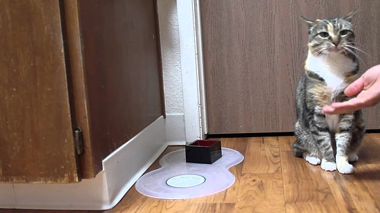 Yemek Yiyebilmesi İçin Komutlara Uyması Gereken Kediden Köpeklere Taş Çıkartan Oyunculuk