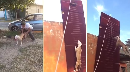 Metrelerce Yükseklikteki Düz Duvara Tırmanan Köpek