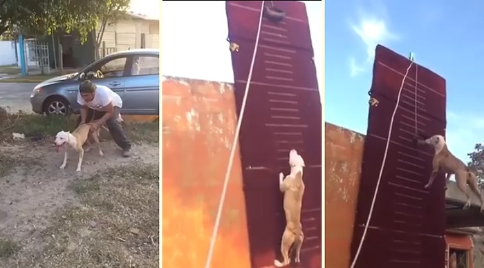 Metrelerce Yükseklikteki Düz Duvara Tırmanan Köpek