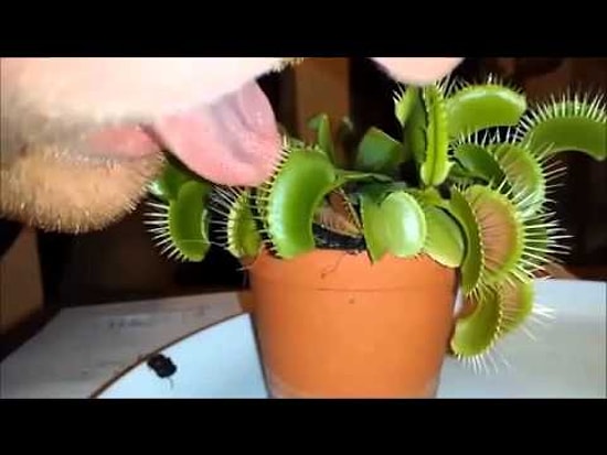 Etçil Bitkiye Dilini Kaptıran Adam