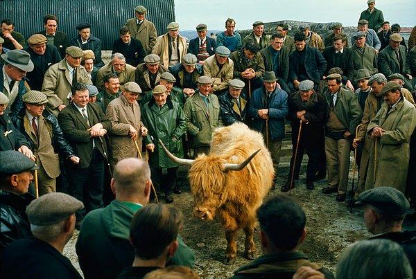 9. İskoçya'da bir müzayedede inek için teklif alınıyor. (1970)