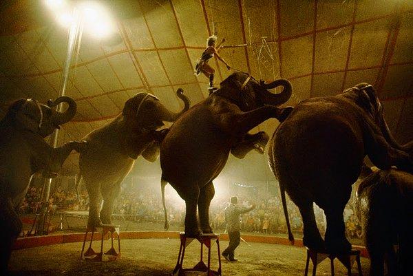 27. Bitiriş performansını yapan filler (1972)