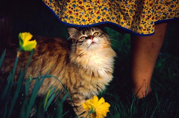 29. Kedi Goldie (1972)