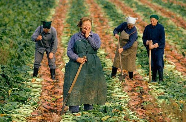 45. Doğu Almanya, Şeker pancarı hasatı (1974)