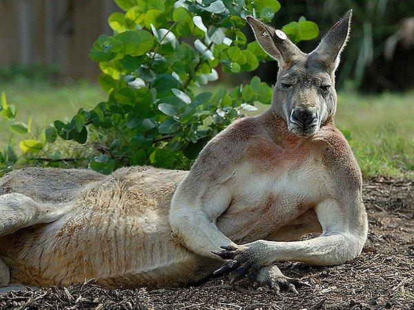 3. Bu kanguru kesinlikle gideri olduğunu biliyor.