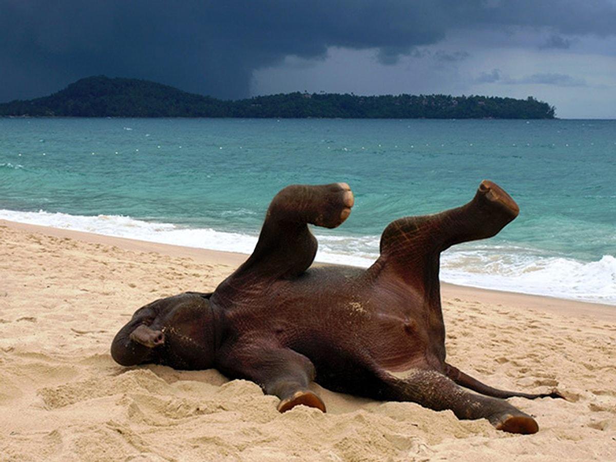 Прикольное видео отпуск. Слон на пляже. Животные на пляже. Слоненок на море. На море прикольные.