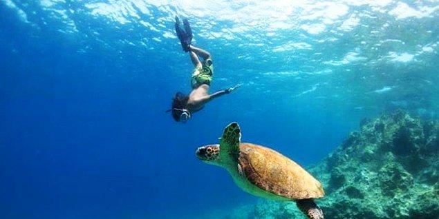 4. Deniz Kaplumbağlarıyla Yüzebilmek için...
