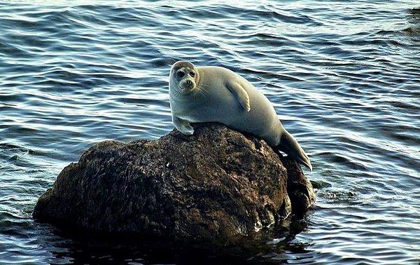24. Baykal Gölü, kendi ekosistemini oluşturmuş; gölde endemik türler yaşamakta. Tatlı su foklarının ise dünya üzerinde yaşadığı iki yerden biri Baykal.