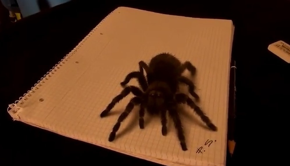 3 Boyutlu İnanılmaz Gerçekçi Örümcek Çizimi