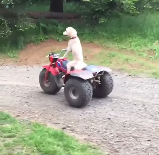 Yaşadığı Hayattan Sıkılmışcasına ATV'ye Atlayıp Uzaklaşmak İsteyen Köpek