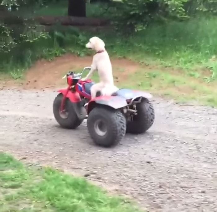 Yaşadığı Hayattan Sıkılmışcasına ATV'ye Atlayıp Uzaklaşmak İsteyen Köpek