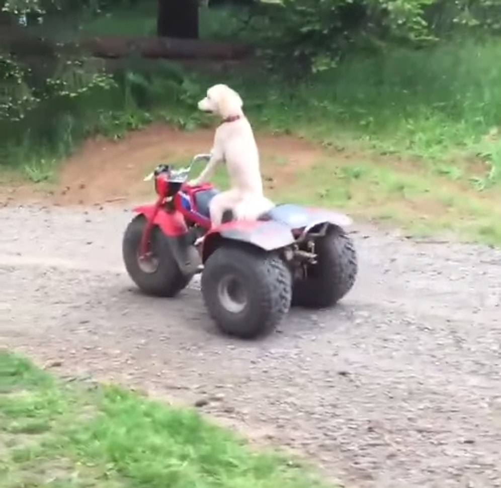 Yaşadığı Hayattan Sıkılmışcasına ATV'ye Atlayıp Uzaklaşmak İsteyen Köpek