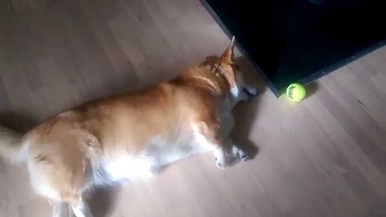 Köpek Olduğunu Unutan Köpekten Dünyanın En İlginç Hareketi