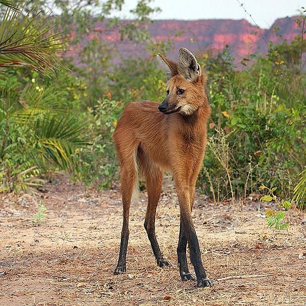 1. The Maned Wolf