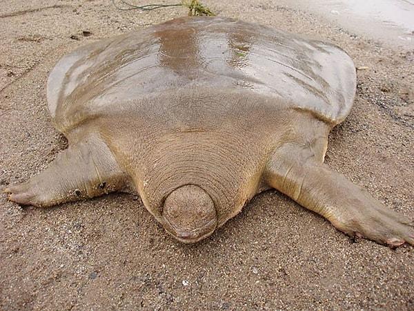 18. Cantor’s Giant Soft Shelled Turtle - Cantor'un Dev Yumuşak ( Kabuksuz ) Kaplumbağası