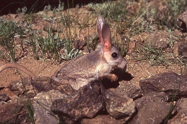19. Gobi Jerboa - Gobi Uzun Kulaklı Arap Tavşanı