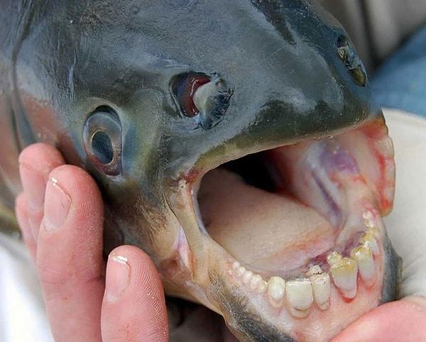 28. The Pacu Fish - Pacu Balığı