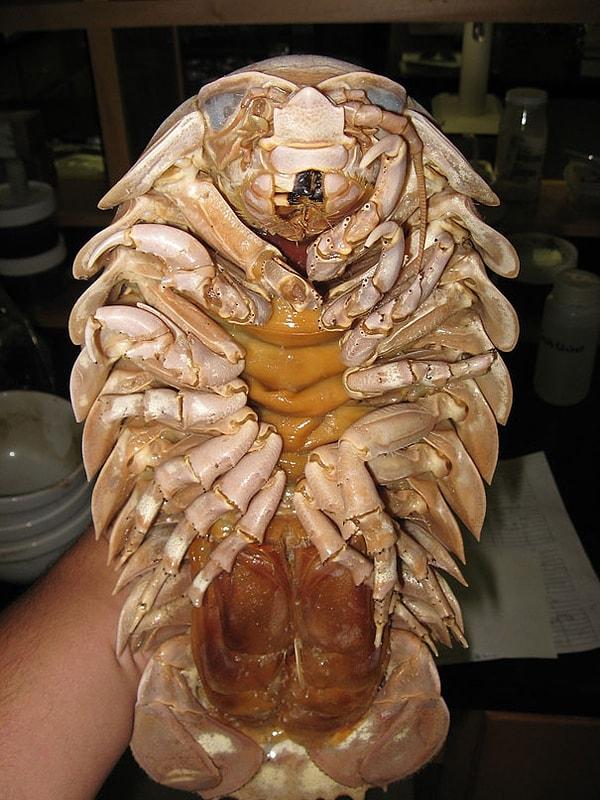 29. Giant Isopod - Tesbih Böceği