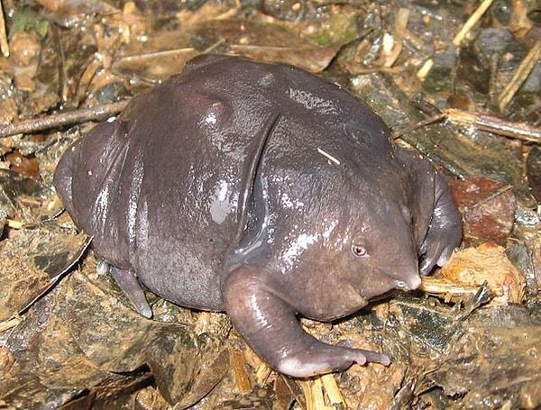 34. Indian Purple Frog - Hindistan Mor Kurbağası