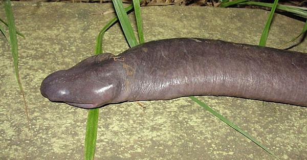 24. Penis Snake - Penis Yılanı