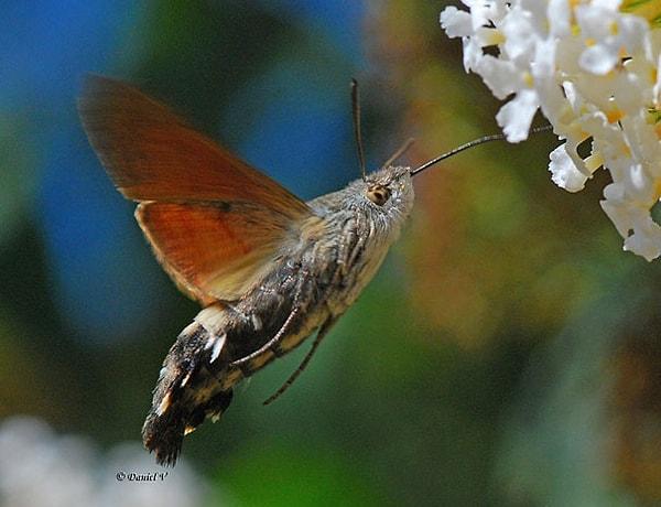 27. Hummingbird Hawk-Moth - Sinekkuşu