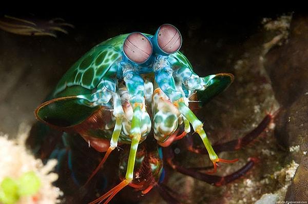 38. Mantis Shrimp - Peygamber Devesi Karidesi