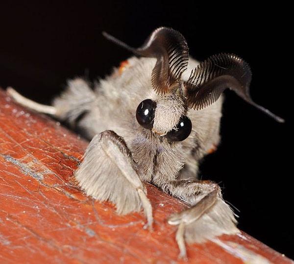 39. Venezuelan Poodle Moth - Venezula Kaniş Kelebeği