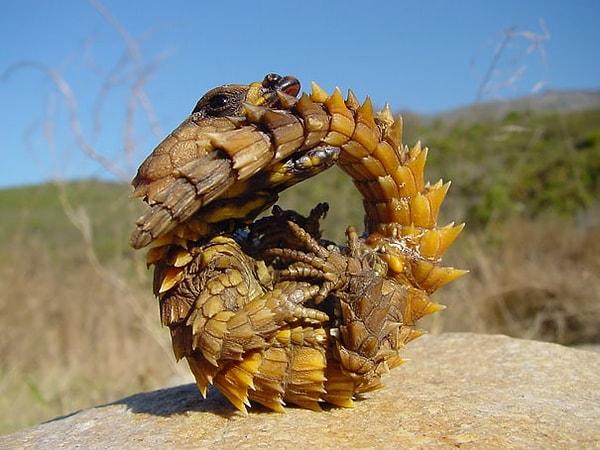 41. Thorny Dragon - Dikenli Dragon