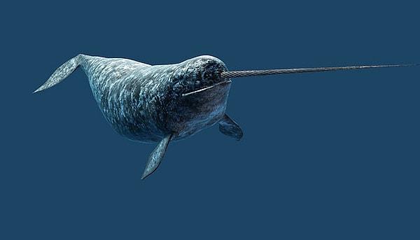 42. Narwhal