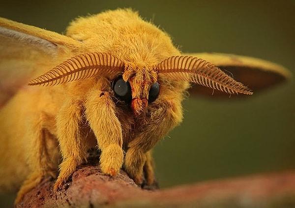 39. Venezuelan Poodle Moth - Venezula Kaniş Kelebeği