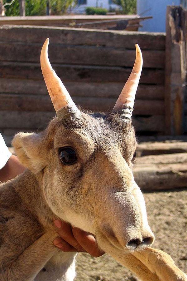 30. The Saiga Antelope - Saiga Antilopu