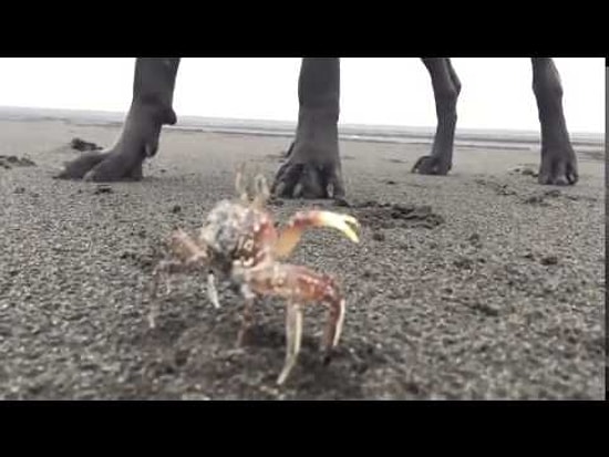 Köpeğin Yengeç İle İmtihanı