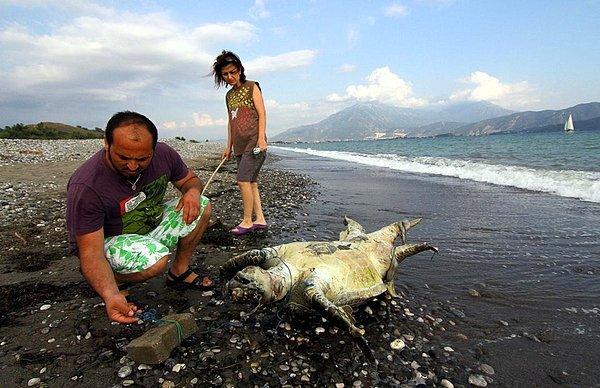 "Balıkçılar bu kaplumbağayı kendileri için tehdit olarak görüyorlar."