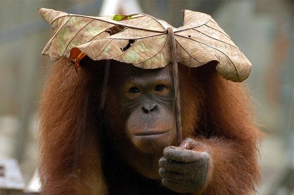 8. O yaprak, orangutan dostumuza oranla sanki biraz ufak kalmış..