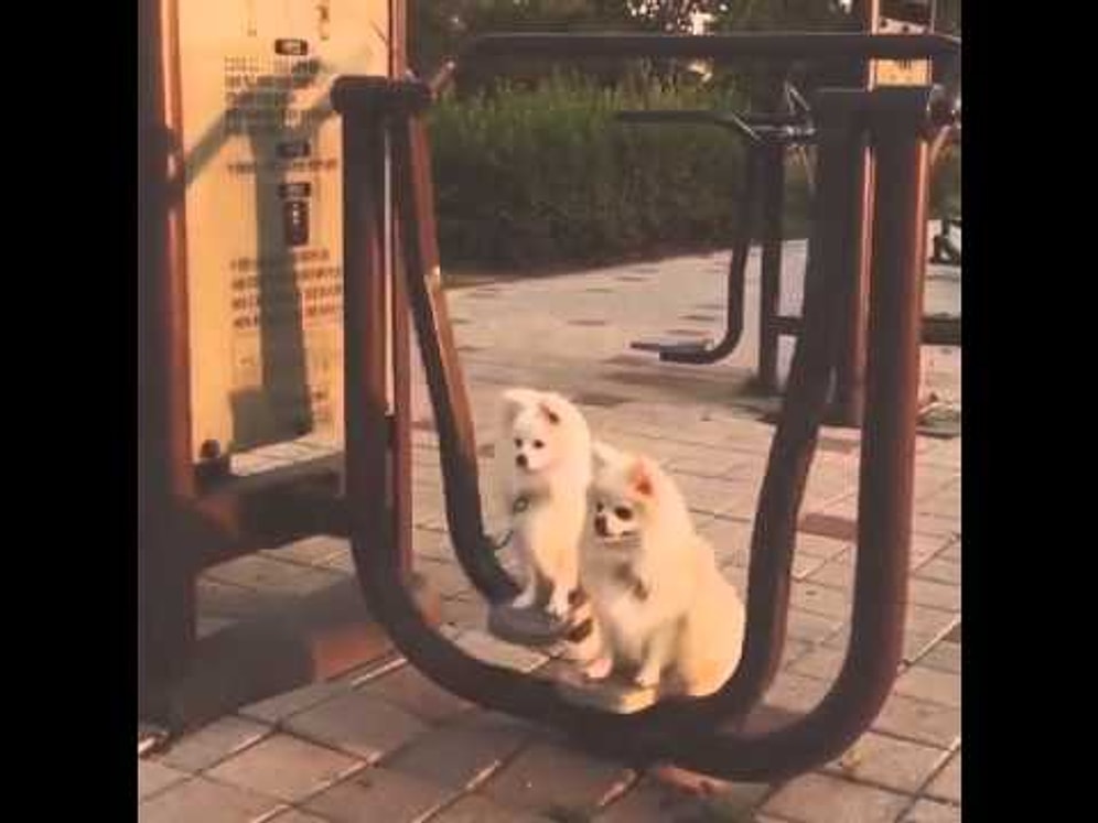 Bu Köpeklerin Keyfine Diyecek Yok